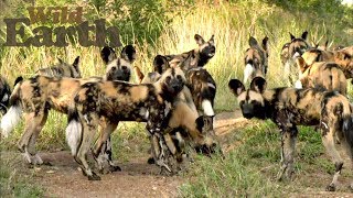 WildEarth - Sunset Safari - 19 April 2020