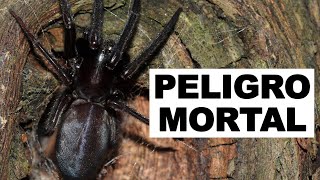 La Araña de Sidney: La Criatura Más Peligrosa de Australia