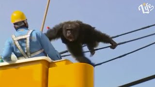 UNBELIEVABLE Animal Moments Caught on Camera [1] by Lifessence 2,151 views 2 years ago 4 minutes, 49 seconds