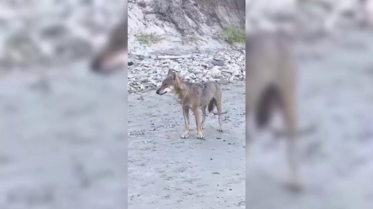 Lupo in spiaggia nel Salento: gioca e risponde ai fischi. Gli esperti avvertono: 