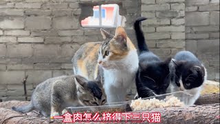 母猫到底有多爱小猫不看不知道可能有很多人类都自愧不如