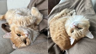 I have the most cuddly cat | Siberian Forest Cats