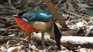 1040727林內公園一隻來台夏候鳥且被列為二級保育鳥類─八色鳥(Fairy Pitta)
