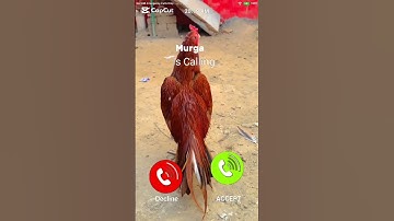 chicken is calling me #smartphone #ringtone #music #wallpaper #foryou