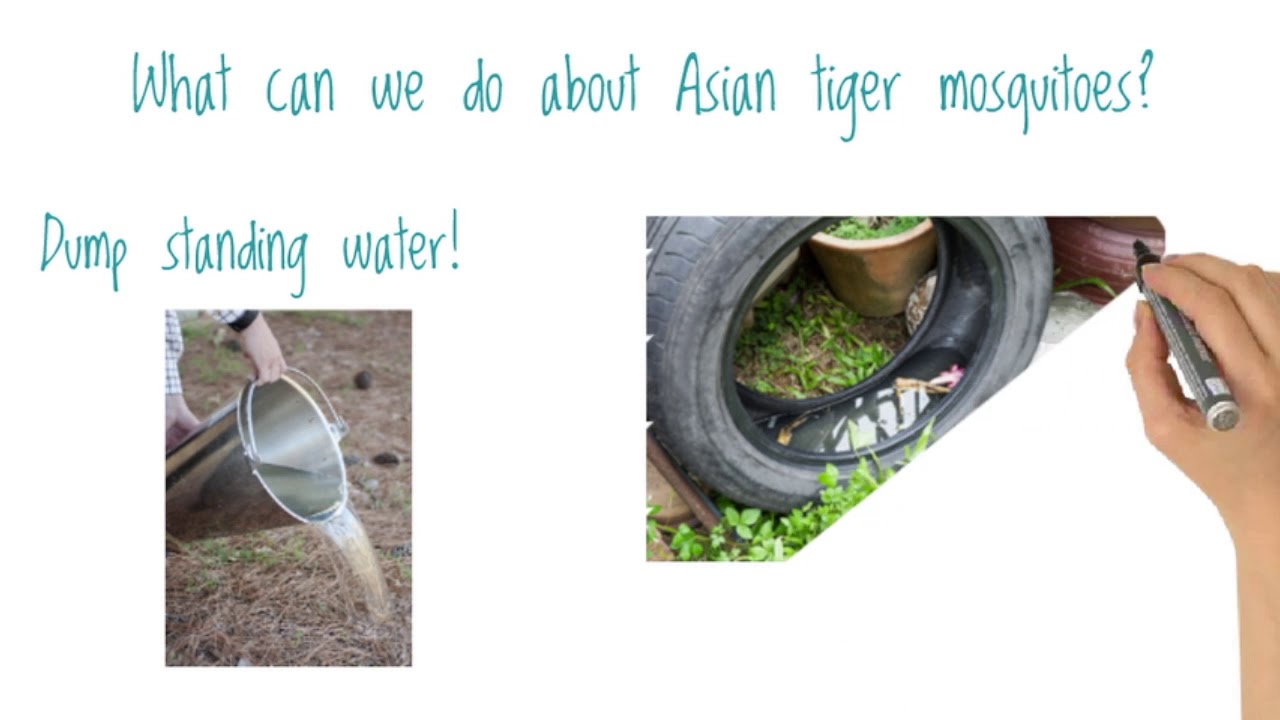 ATM Part 3- Mosquito Control