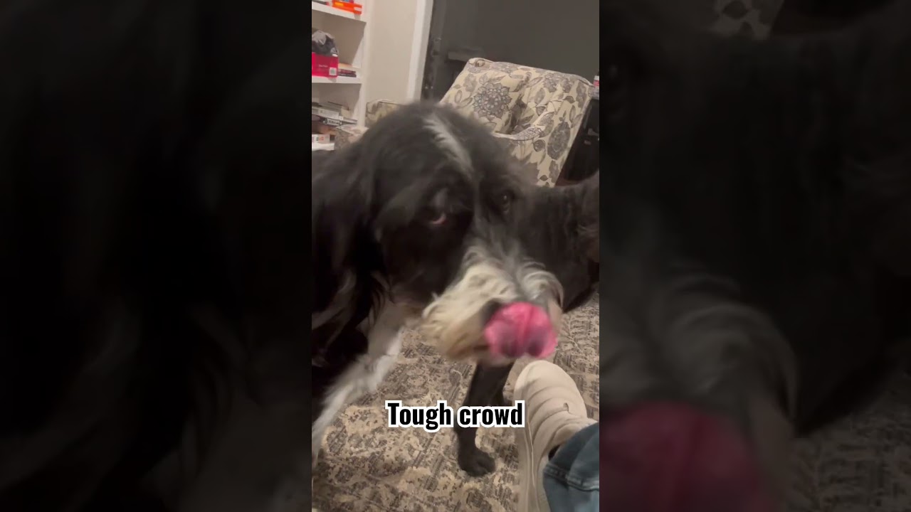 Telling jokes to my dogs vol. 2 