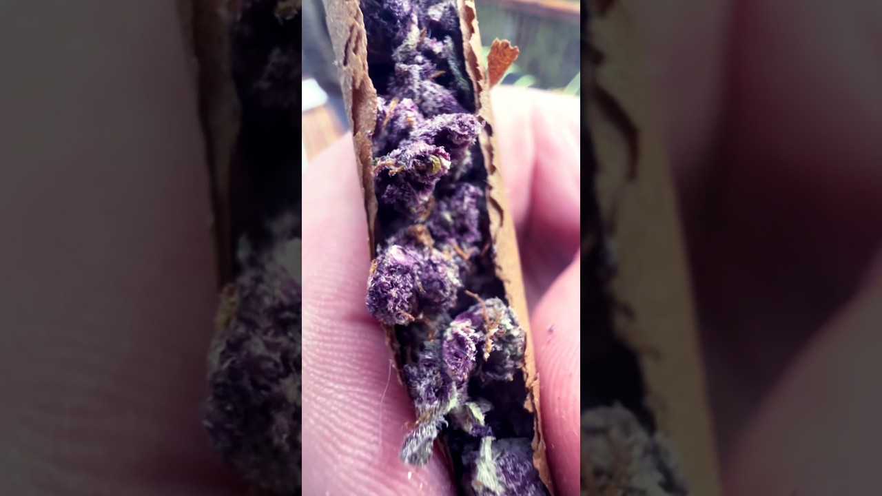 A Blunt of The Purp?