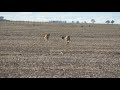 galgos de campo