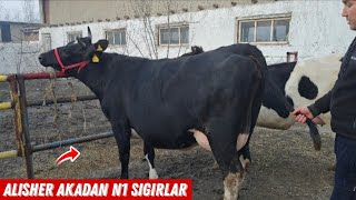 😱 Sigir Olishda Adashmang Alisher Akadan Daxshat Rossiyski Sigirlar 