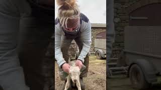 Getting That Jacket On Ready For The Rain #Youtubeshorts #Farming #Sheep #Rain