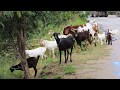 Walking on the wild side with Nature Explorers Anguilla - Episode 22 Goats Walking in Sandy Ground