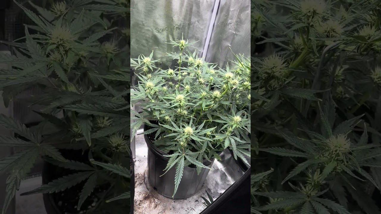 MOONBEAM x GREASE GUN autoflowers by multiverse genetics. UPDATE