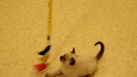 Watch the video about Ring Around The Rosie- siamese kitten playing with wand toy