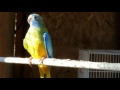 Rosey Bourke, elegant parrot, scarlet chested