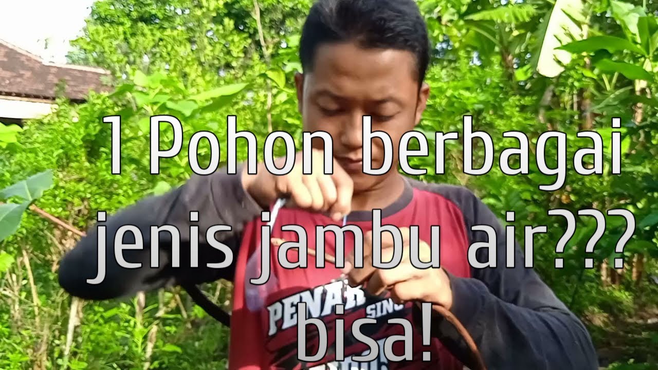 cara membuat 1 pohon bermacam macam jenis jambu air