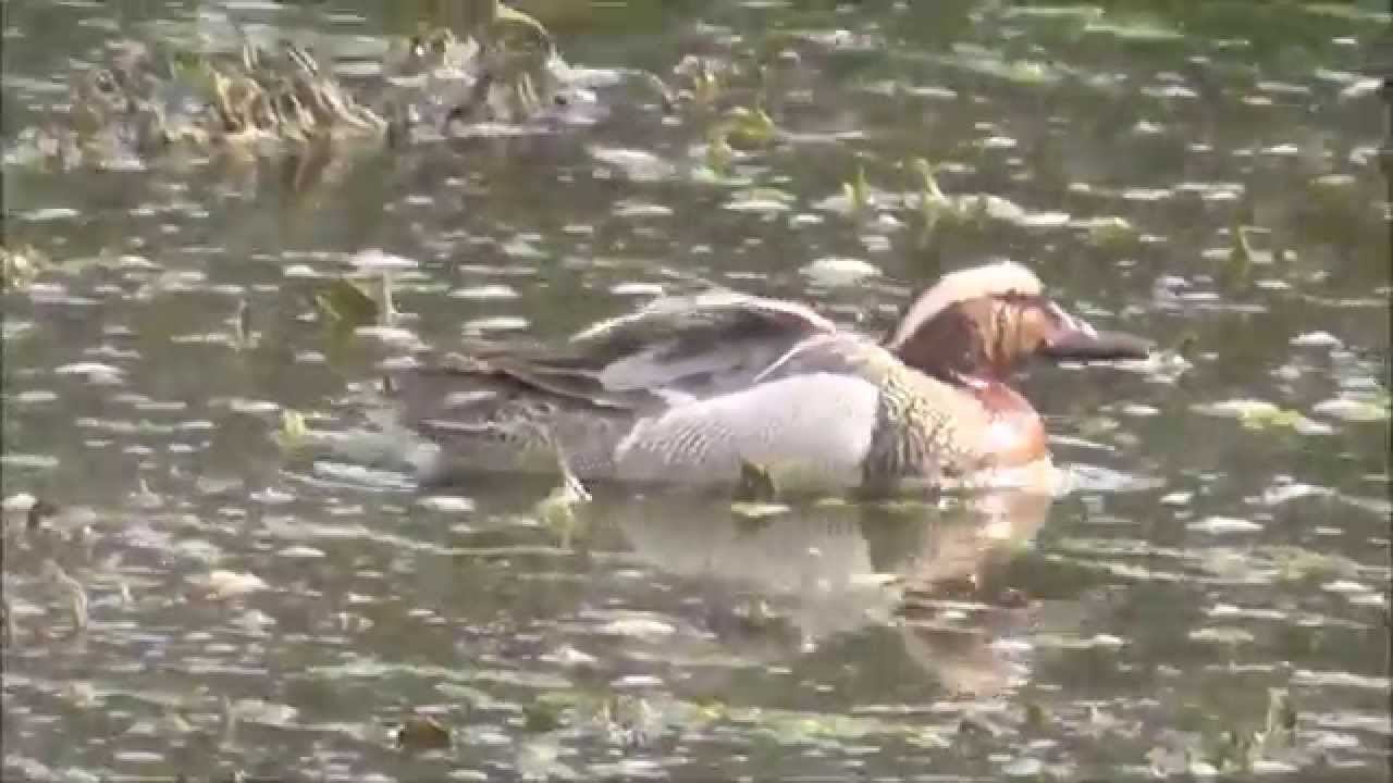 camera iphone 8 plus apk Garganey, Bunmahon, Co. Waterford, May 19th 2015