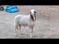 سلام عليكم مرحبا فحل سلالة الدمان سنان الحليب 0602045281 mp3