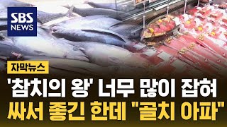 '참치의 왕' 너무 많이 잡혀…싸서 좋긴한데 \\