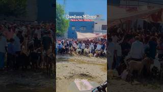 Bakra Sale Market | devchara ki Bazar Bareilly #2026 #bakraeidspecial @MSShoaibVlogs