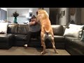 Huge Boerboel playing with Dad