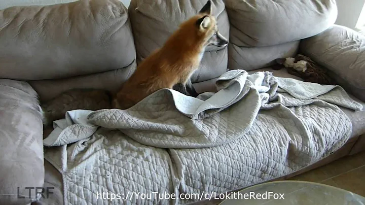 擁有一隻狐狸的獨特體驗-So you want to own a fox