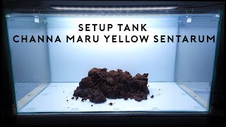 Setup Tank Channa Maru Yellow Sentarum Maruliodes