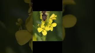 【平和】【ニホンミツバチ】【令和最新】【なの花】【写真】【240fps】