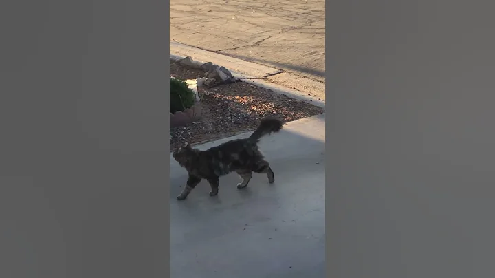 When Birds Attack