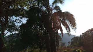 región mazateca🏞️🌴🌄 CERRO TEPEZCUINTLE.