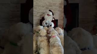 Santa Surrounded By Golden Retrievers And Feeds Them Treats