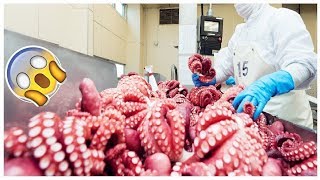 Amazing Octopus Processing Machines in Seafood Factory - Fastest Food Cutting and Processing Skills