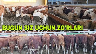 видео: Mironshox ukamizni fermasidan greford buqalar va gunajinlar 29 октября 2025 г. картинка: Mironshox ukamizni fermasidan greford buqalar va gunajinlar 29 октября 2025 г.
