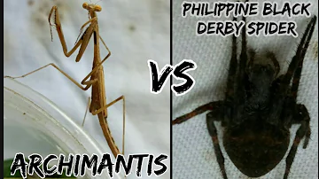 Archie mantis vs philippine black spider derby /  spider fight