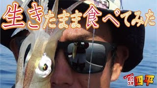釣ったイカを食べてみた(175話目)