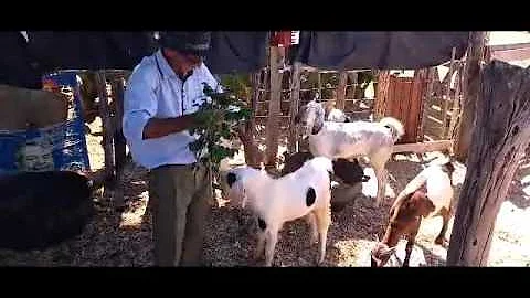 Como é o solo do nordeste brasileiro?