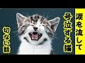 子猫の切ない話・猫が号泣してる姿を見た。人間の子供が泣いてる姿と変わりなく衝撃を受けた・招き猫ちゃんねる