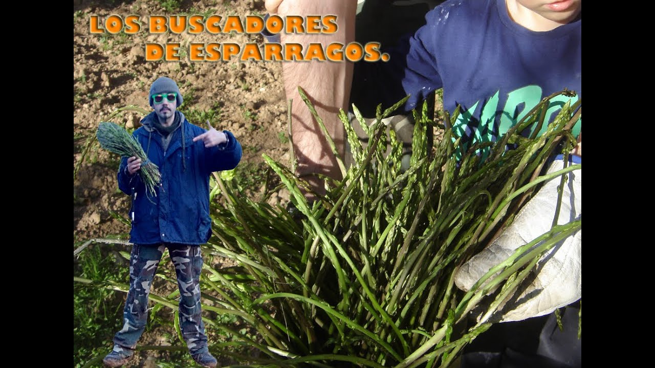 Los buscadores de espárragos.