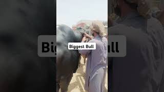 Biggest Bull In Pakistan cattle Mandi #viralshortsvideo #subscribe #catlovers #bakramandi#viral#cow