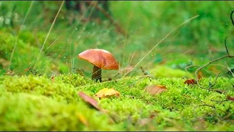 Introducing The Kin DAO x Primordia DAO