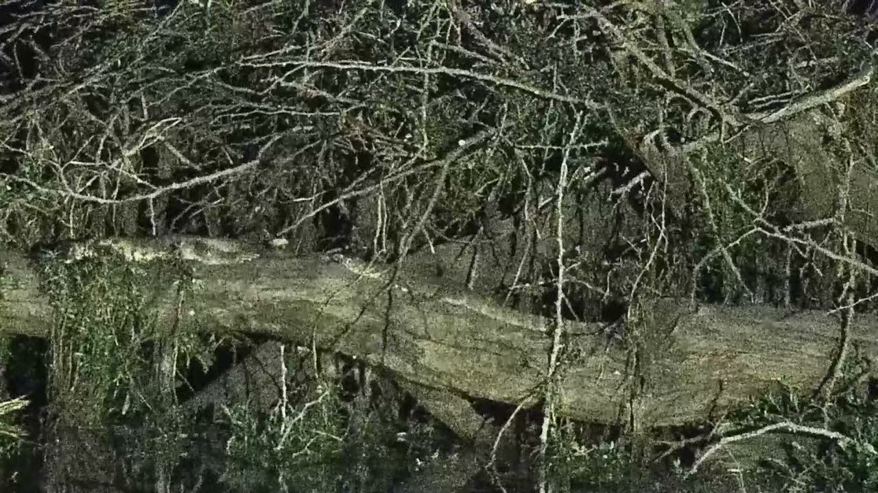 Djuma: Water Monitor Lizards sleeping on log in corner of dam - 