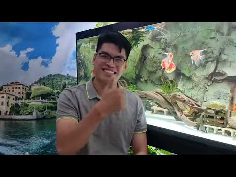 Video: Làm thế nào lớn một Plecostomus có được?