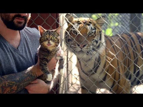 Even Tigers Adore Internet Sensation Lil&#39; Bub