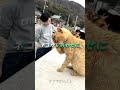 活動限界