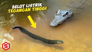 Detik-detik Buaya Tewas Seketika Kesetrum 860 Volts Karena Memangsa Belut Listrik Tegangan tinggi