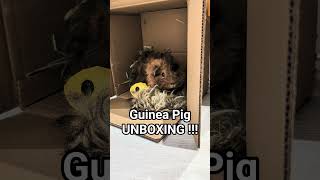 Guinea Pig #UNBOXING?! Sam inside 🤣 😳🐹 #guineapig #bristol