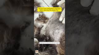 “Dog Shaved Due to Severe Tick Infestation | Ticks Crawling on Skin After Fur Removal”