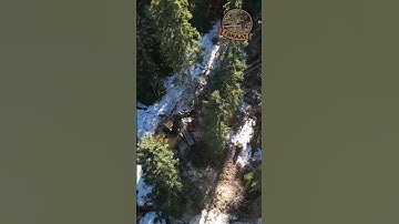 Tree faller moves cuts and moves trees! #machine #forestry #logging #tigercat