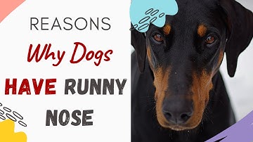 Why Does My Dog Have a Runny Nose: (Explained & Answered)