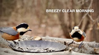 Clear Breezy Morning at the Bird Feeder | Started at 9 AM, 1°C / 33.8°F
