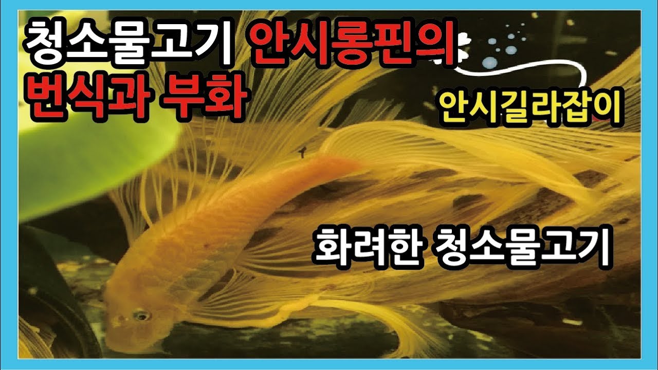 안시롱핀의 번식시기 와 부화방법 및 주의사항 - 열대어박사- 물생활 -열대어키우기